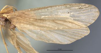 Media type: image;   Entomology 11540 Aspect: wing